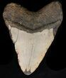 Bargain Megalodon Tooth - North Carolina #40246-2